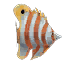 Fish 10.png
