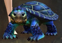 Mini Blue Turtle Hatchling.jpg