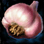 Head of Garlic.png