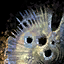 Orrian Nacre.png