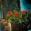 Lattice Planter with Red Petunias.png