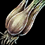 Shallot.png