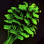 Cultivated Cilantro Leaf.png