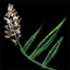 Piece of Kelp.png