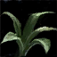 Torn Leaf.png