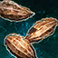 Carrot Seeds.png