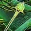 Jungle Magics- Staff Edition Vol. 2.png