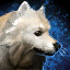 Fluffy Samoyed Jackal Skin.png