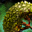Mordrem Teragriff Spleen.png
