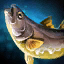 Corvina.png