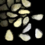 Sesame Seed.png