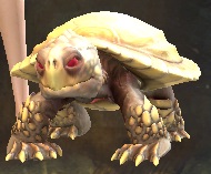 Mini Albino Turtle Hatchling.jpg