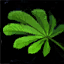 Haresfoot Herb.png