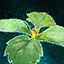 Germinate Raspberries.png