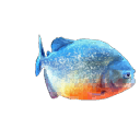 Fish 11.png