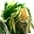 Ranger icon.jpg