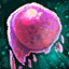 Hylek Dart Poison Gland.png