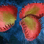 Iboga Petals.png