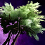 Mimosa Tree.png