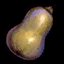 Butternut Squash.png