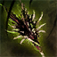 Zhaitan's Tail.png