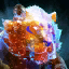Star Blessed Tigris.png