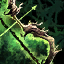 Old-Growth Longbow.png