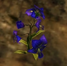 Shing Jea Orchid.jpg
