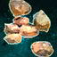 Spinach Seeds.png