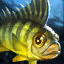 Yellow Perch.png