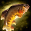 Golden Trout.png