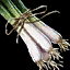 Green Onion.png