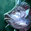 Tilapia.png
