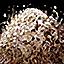 Soft Wood Pulp.png