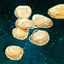 Chili Pepper Seeds.png
