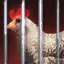 Not Cage-Free.png
