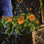 Lattice Planter with Orange Petunias.png