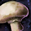 Mushroom.png