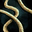 Stolen Bandit Shoelace.png