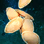 Pumpkin Seeds.png