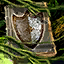 Jungle Magics- Shield Edition.png