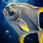Pompano.png