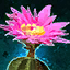 Cactus Flower.png