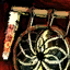 Sun Catcher.png