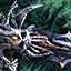 Final Death.png