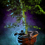 Potted Bamboo.png