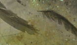 User Jyavoc Traits r line3 section3.png