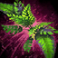 Leaf Glider.png