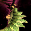 Verdant Stairs.png