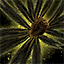 Mursaat Wings Glider.png